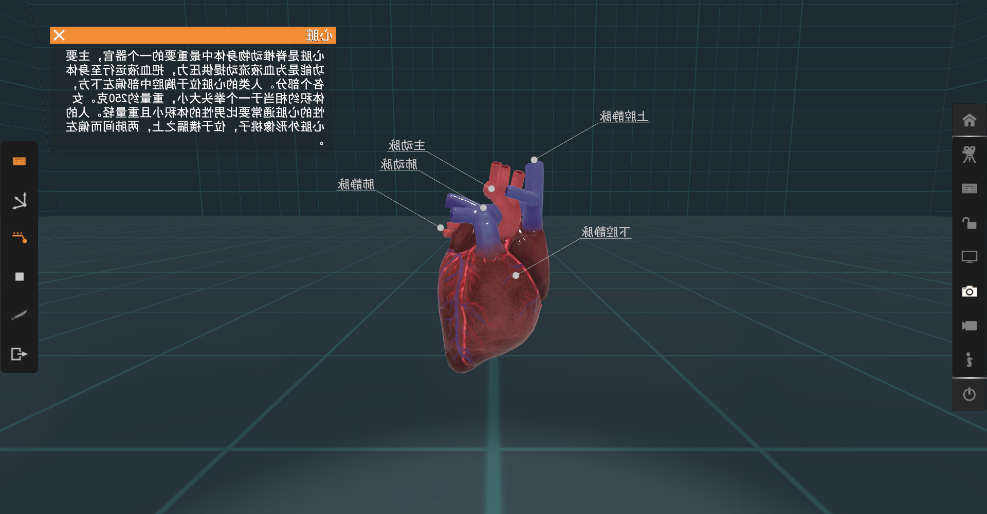 心脏